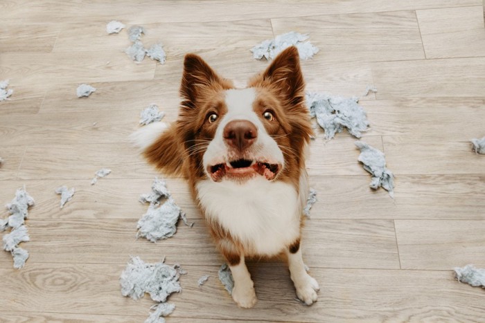 分離不安症の犬