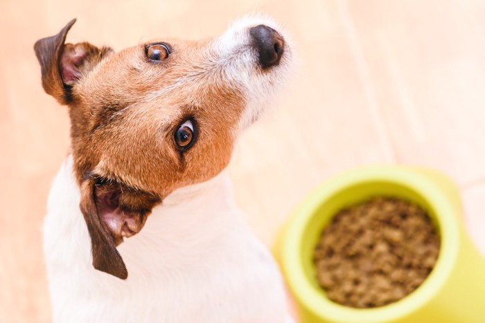 器に入ったフードと振り返る犬