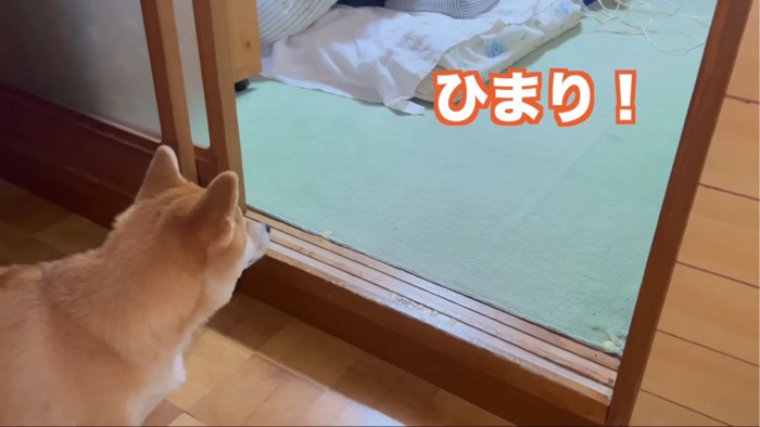 寝室を見る犬