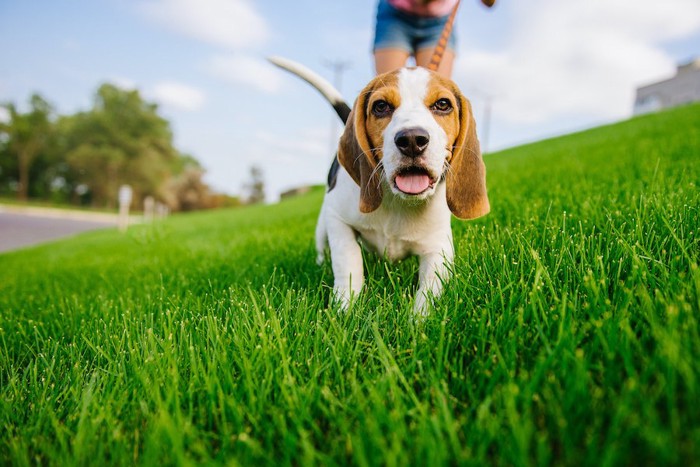 芝生で散歩を楽しむ犬