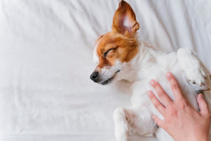 寝ている犬の胸に触れる手