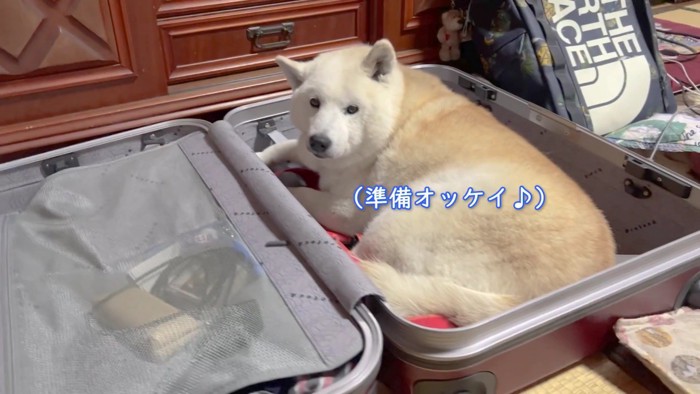 スーツケースに入ってる！！