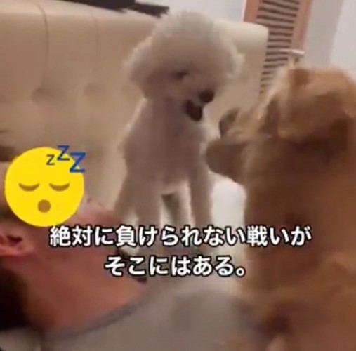 飼い主の顔のそばでケンカする2匹の犬7