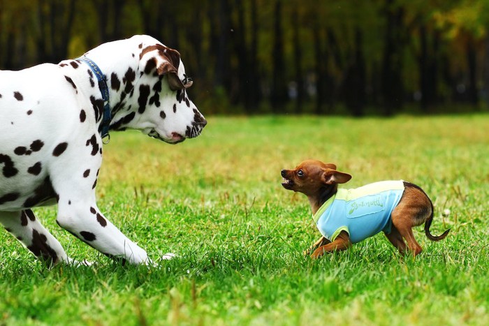 ダルメシアンを怖がる小さな犬