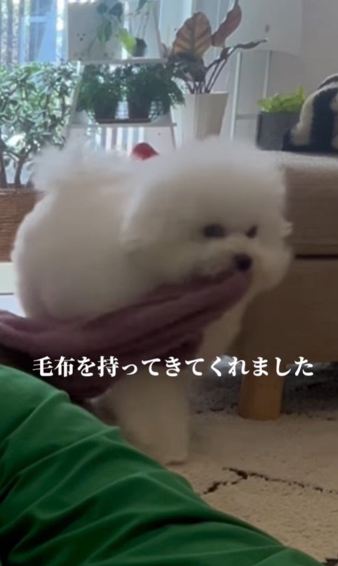 飼い主さんが寝ていた時のエマくん＆ハルくん5
