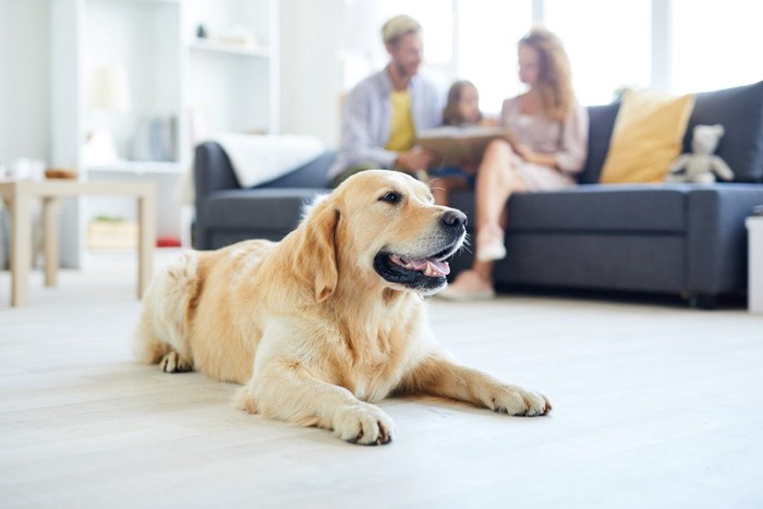 ソファーで本を読む家族と離れた場所に伏せる犬