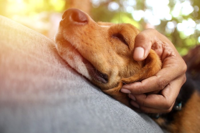 飼い主さんの手が頭に乗っている犬