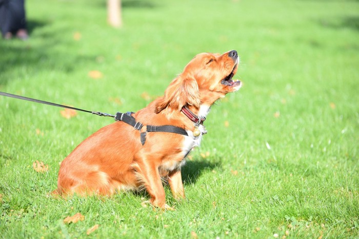 吠えている茶色い犬