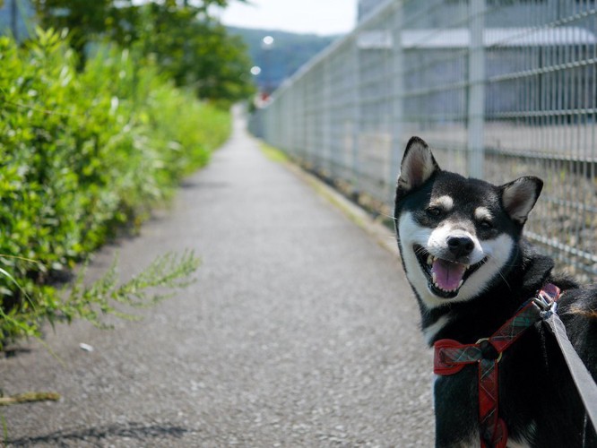 散歩中に笑顔で振り返る黒柴