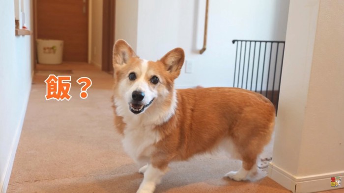 ご飯に反応するはなちゃん