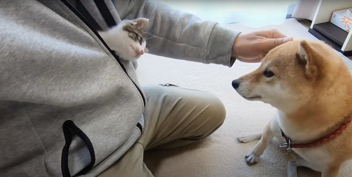 見つめあう柴犬と子猫