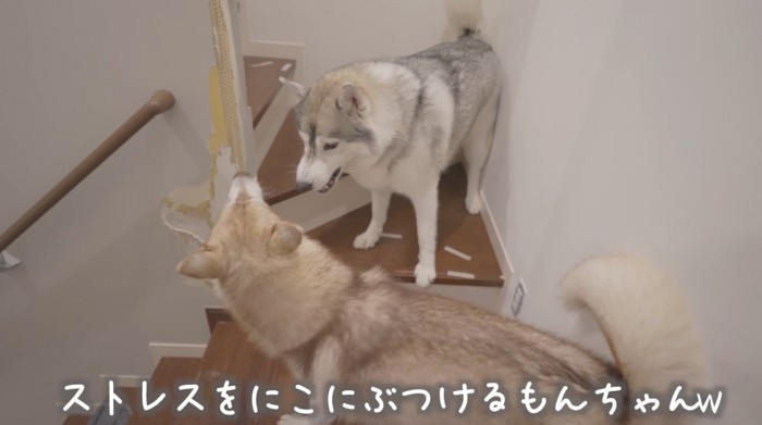 茶色い犬に唸るグレーの犬