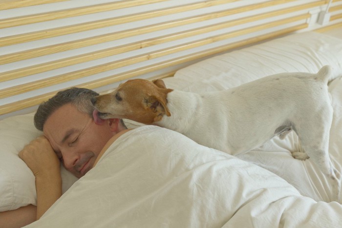 寝ている男性の顔を舐めて起こそうとする犬