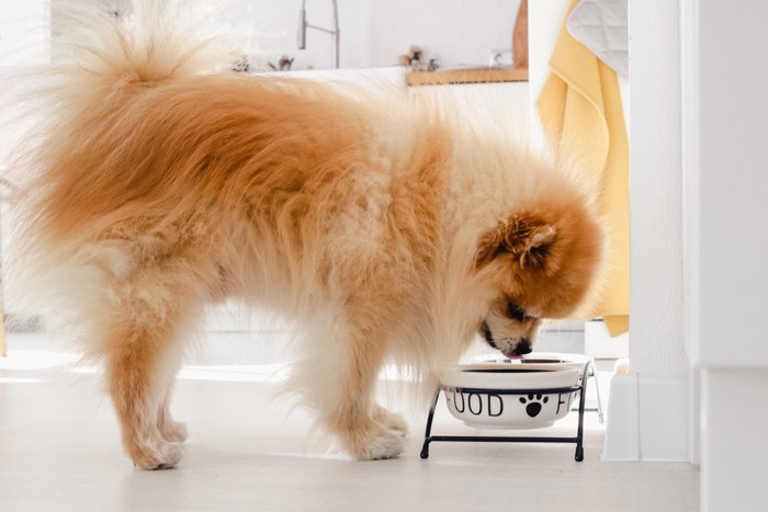 食器の中のフードを食べようとしている犬