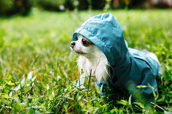 雨靴を履いている犬