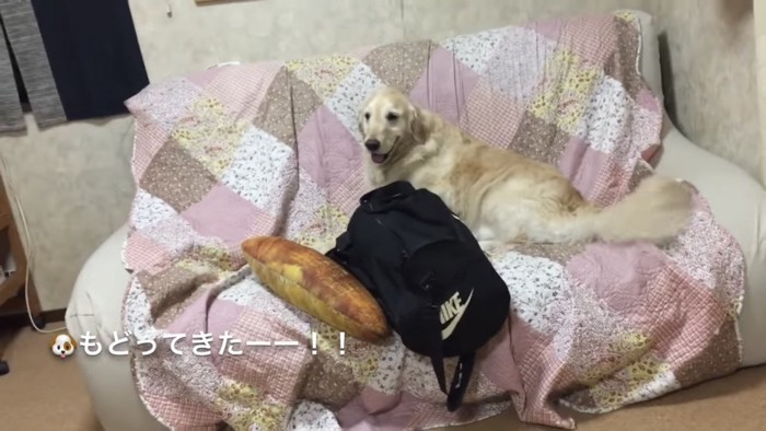 しっぽを振る犬