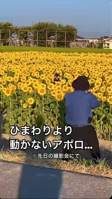 ひまわり畑で撮影会をする柴犬