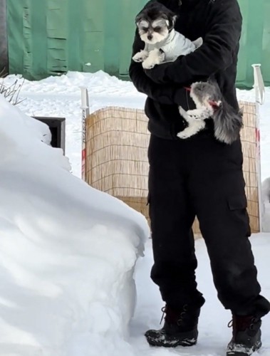 抱っこされる犬