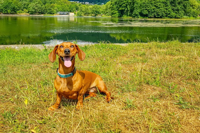 草むらに座り込む犬