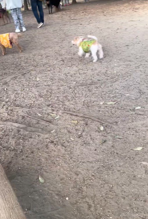 サフランちゃんの予想外の行動4