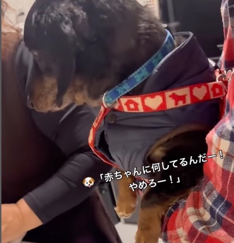 赤ちゃんを見つめる犬