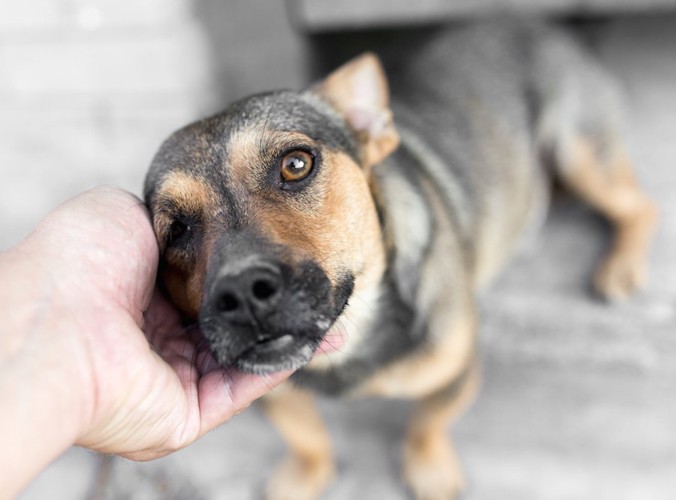 人の手にすり寄る黒茶色の犬