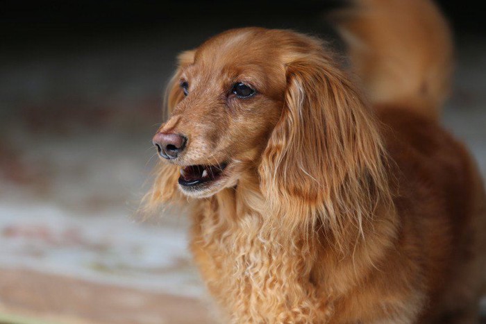 何かを見つめる老犬