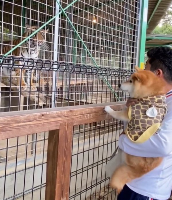 トラを見る犬4