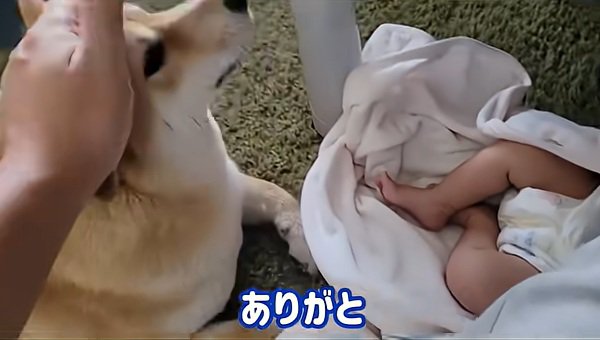 褒められるわらびちゃん