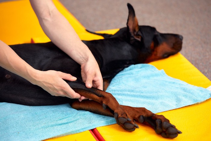 足の付け根をマッサージされる犬