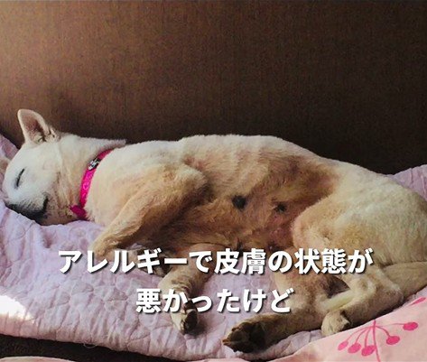 マナちゃんの現在までの軌跡3