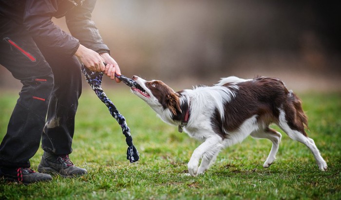 おもちゃを引っ張る犬