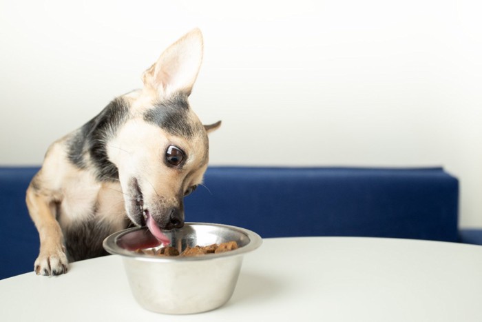 ごはんを食べている犬