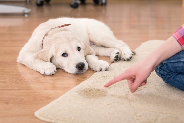 犬の粗相を叱る女性