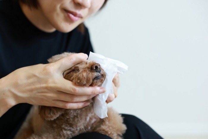 目をふいてもらう犬