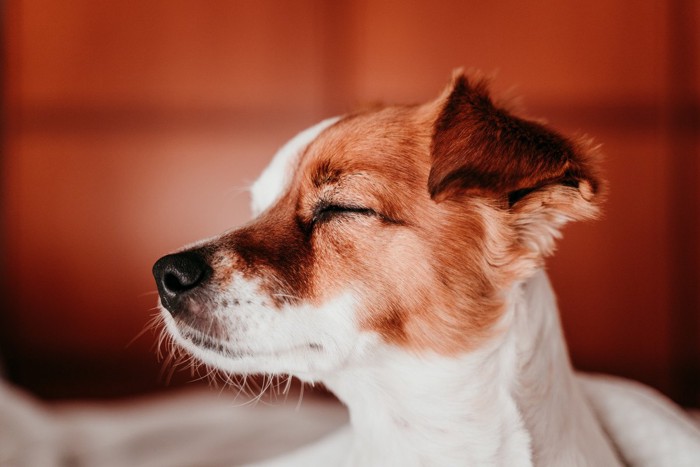 横を向いている犬