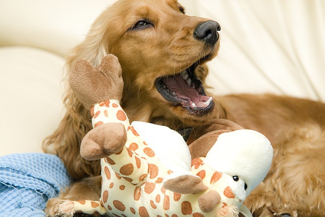 口をあけた犬