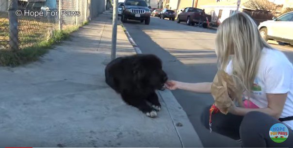 食べ物をもらう犬