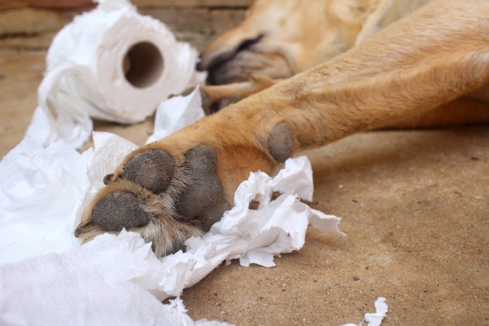 犬に噛まれたティッシュペーパー