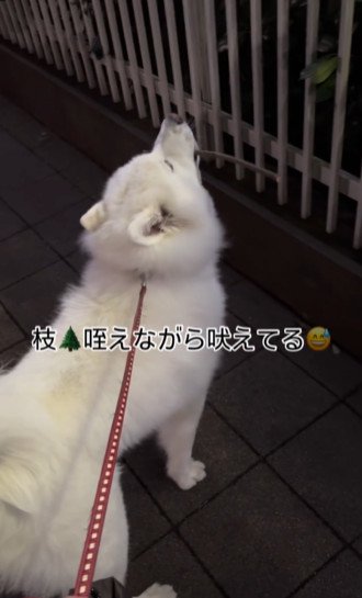 口に枝を加えた白い犬3