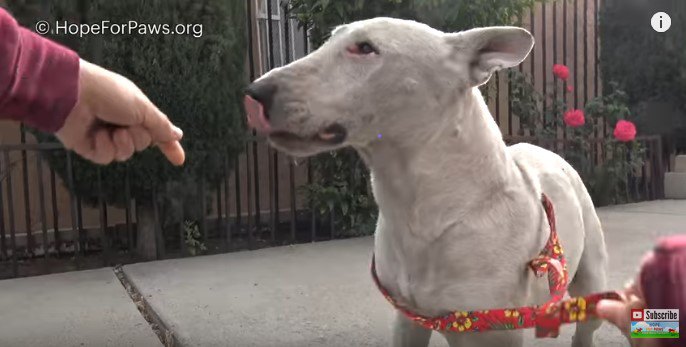 リードをつけた犬