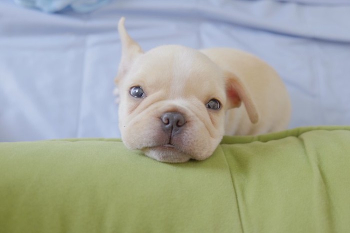 こちらを見つめる白いフレンチブルの仔犬