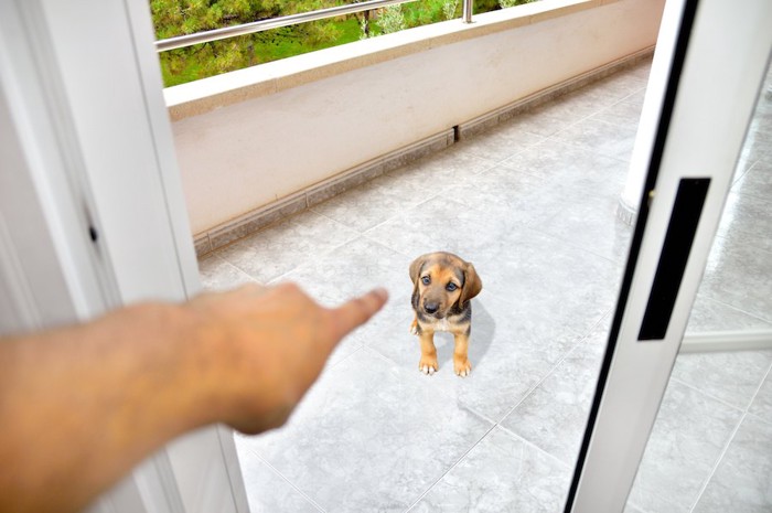 ベランダにいる犬を指さしている人