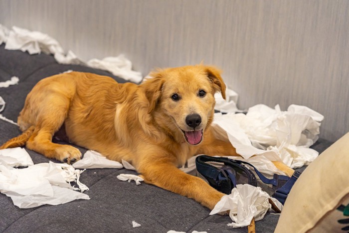 ちらかった室内、茶犬