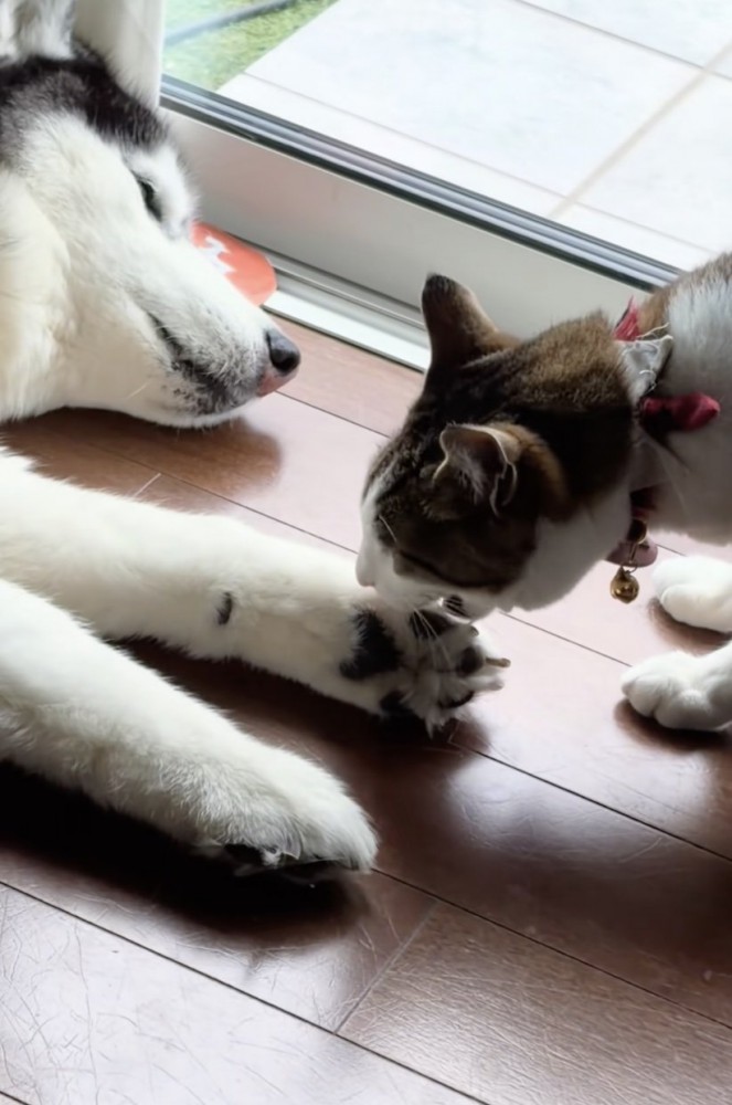また「食べ」ちゃった