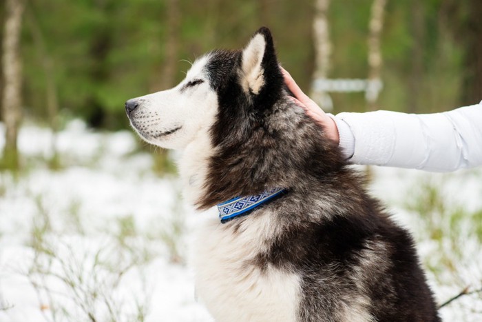 撫でられるハスキー犬