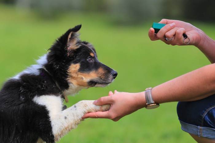 トレーニング中のボーダーコリーの子犬