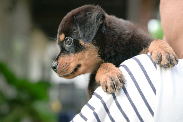 肩から顔を覗かせる子犬