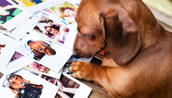 写真を吟味する犬