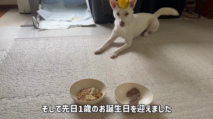 すっかり成長した雪子ちゃん